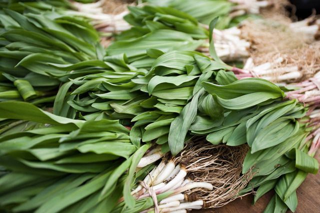 Picking ramps with their bulbs is hurting the future of ramps!
